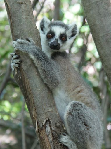 Maki catta Madagascar